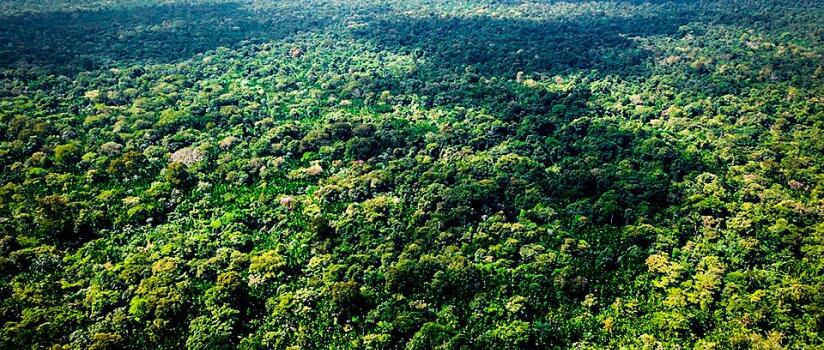 Projeto brasileiro é primeiro do mundo a unir créditos de carbono de alta qualidade e impacto social | Exame