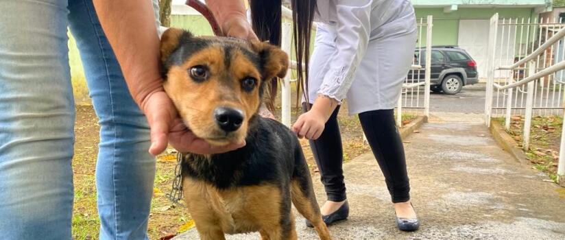 Cidades do Sul do Rio e Costa Verde realizam campanha de vacinação antirrábica neste final de semana