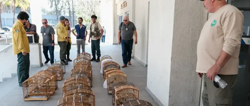 Operação no RJ resgata 700 animais silvestres e prende 45 pessoas