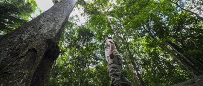 Brasil vai investir US$ 1 bilhão no fundo para florestas tropicais