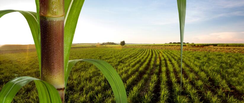 Vice-presidente da CNA diz que agro espera que COP30 avance no tema da agricultura tropical - Jornal de Brasília