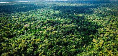 Projeto brasileiro é primeiro do mundo a unir créditos de carbono de alta qualidade e impacto social | Exame