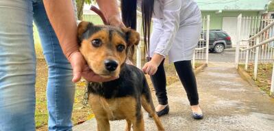 Cidades do Sul do Rio e Costa Verde realizam campanha de vacinação antirrábica neste final de semana