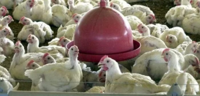 Brasil retoma exportações de carne de frango à Malásia, diz Ministério