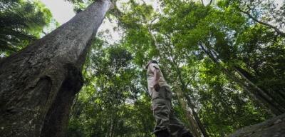 Brasil vai investir US$ 1 bilhão no fundo para florestas tropicais