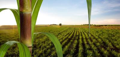Vice-presidente da CNA diz que agro espera que COP30 avance no tema da agricultura tropical - Jornal de Brasília
